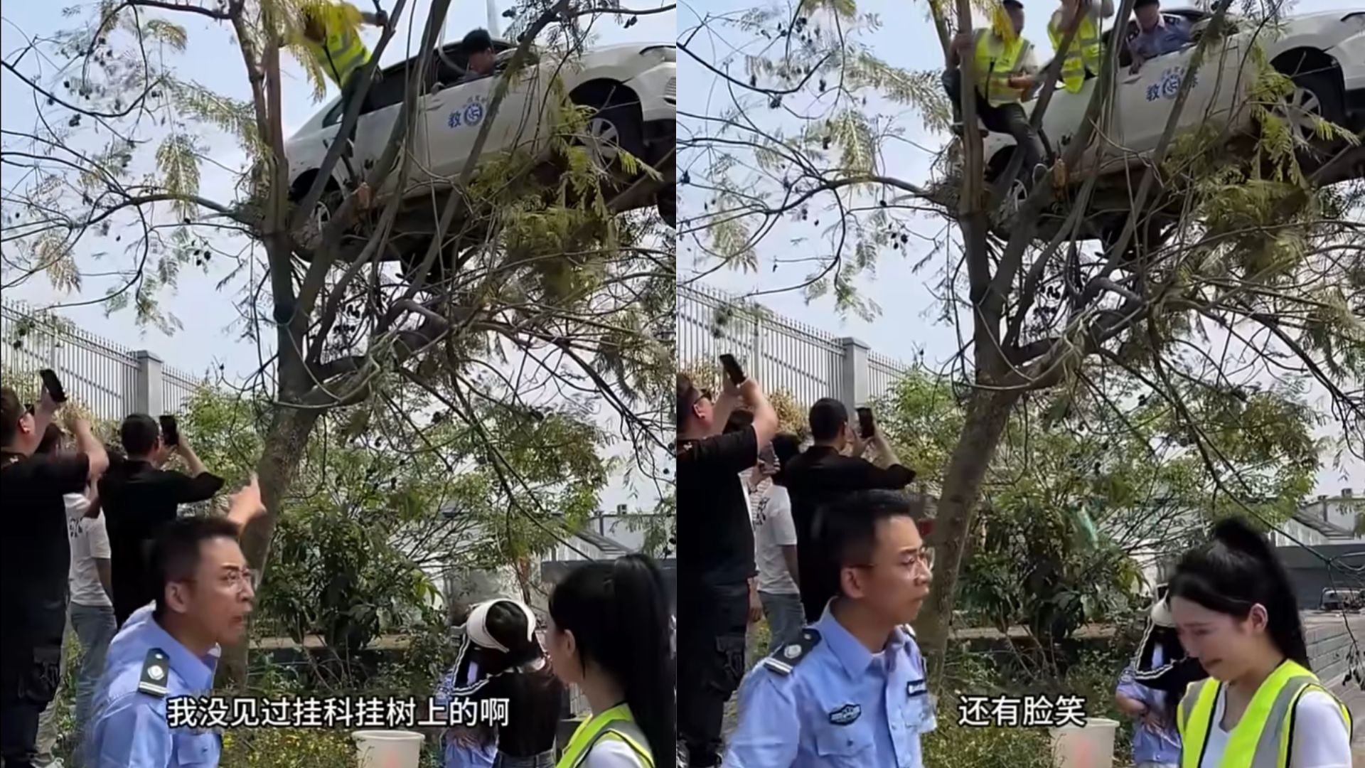 这到底怎么上的？挂车高高挂树，场面爆笑又尴尬！网友笑疯：这是特技吗？