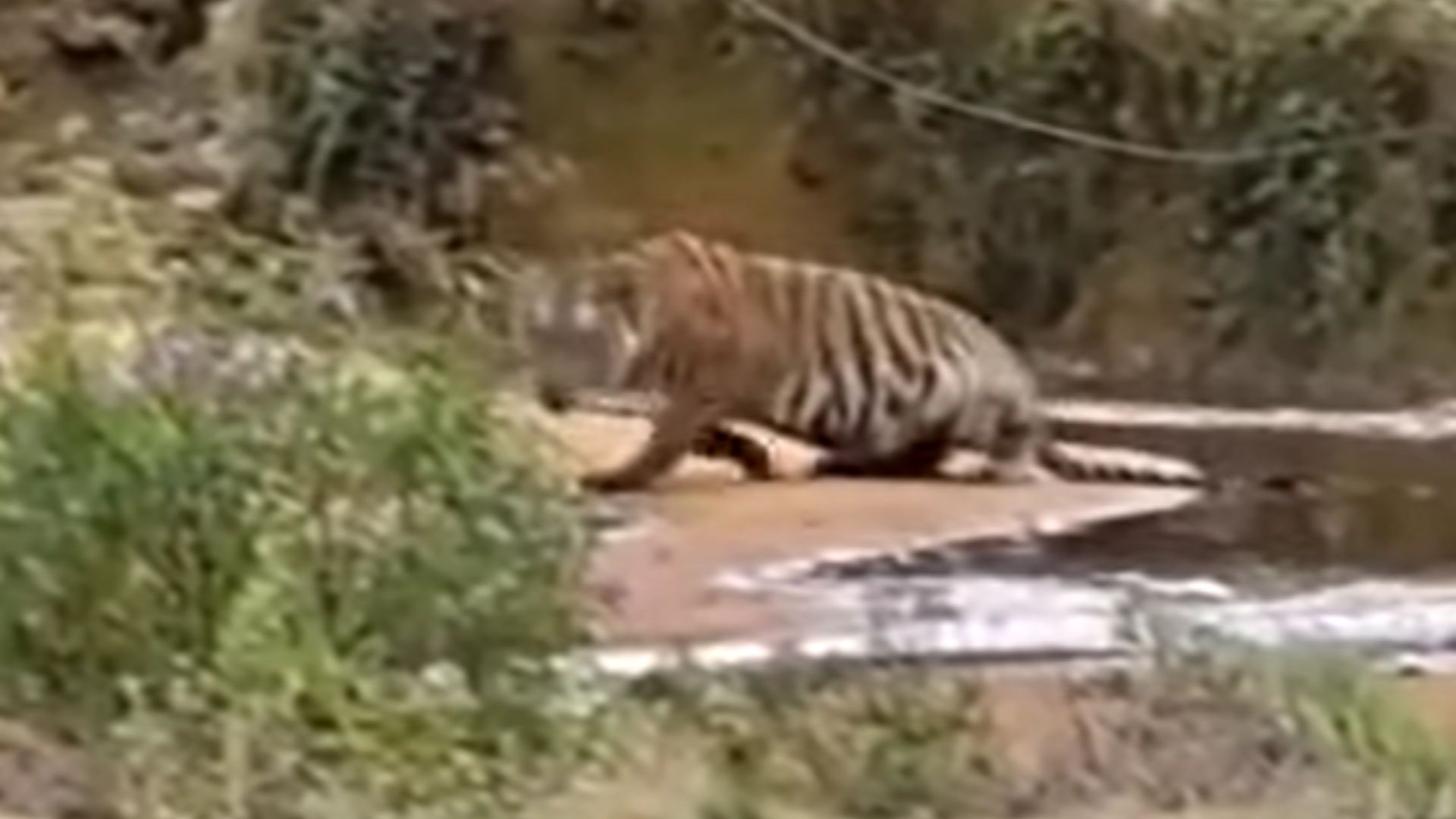 亲历老虎出没！多么近的体验！