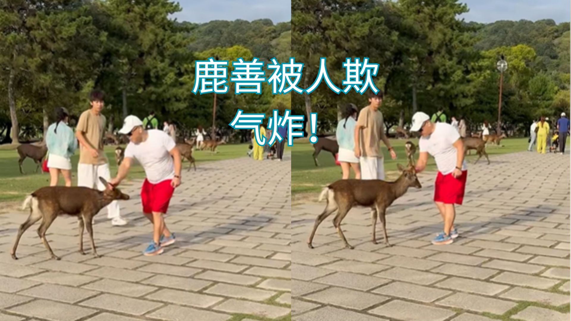 连鹿都不放过？游客打鹿引发众怒，日本民众怒喊封园！
