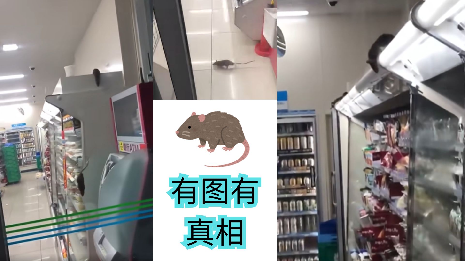 【恶心警告】老鼠大军入侵便利店，实拍!