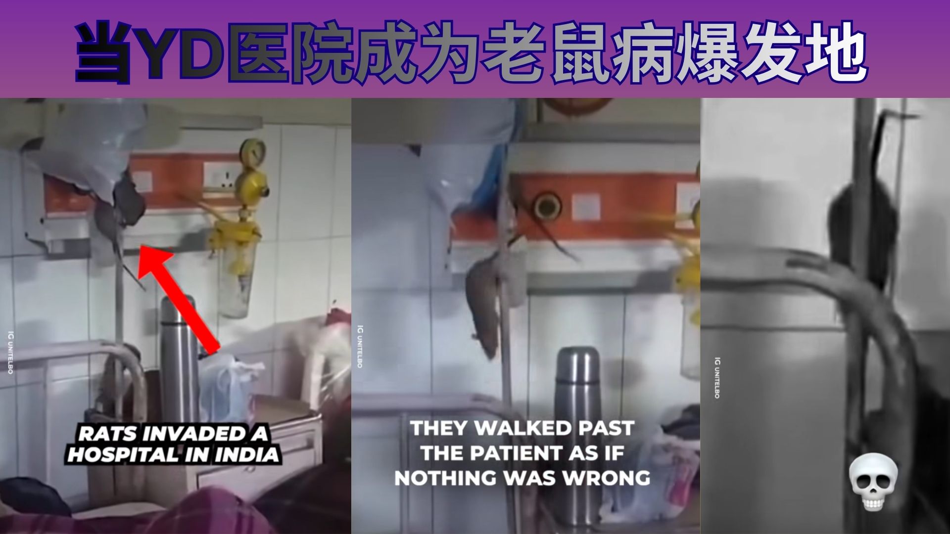 又是YD！从治病到致病——老鼠病正在病房蔓延