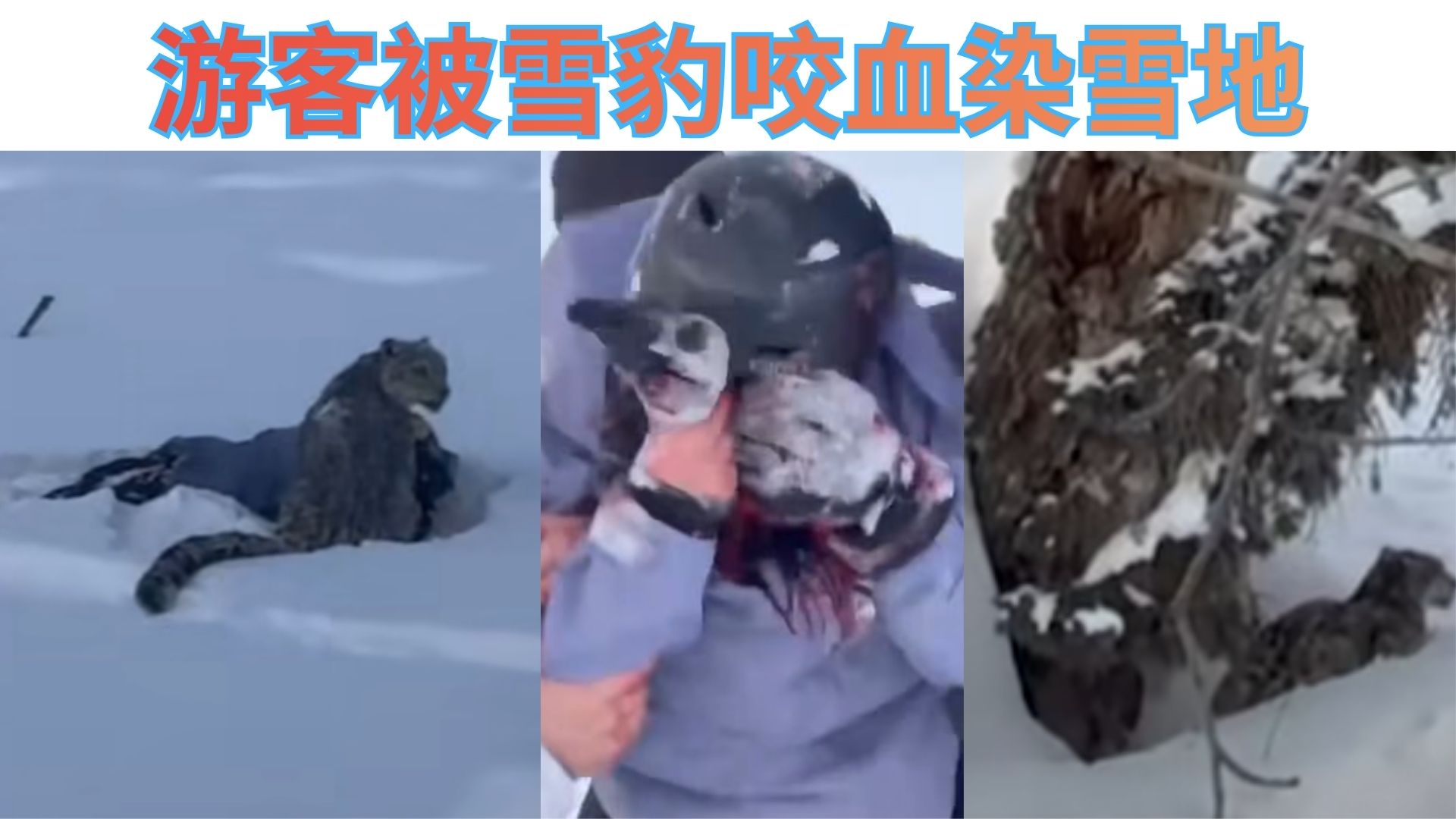 游客误闯雪豹猎杀范围，下一秒直接扑脸！如果你在现场，你敢继续滑吗？