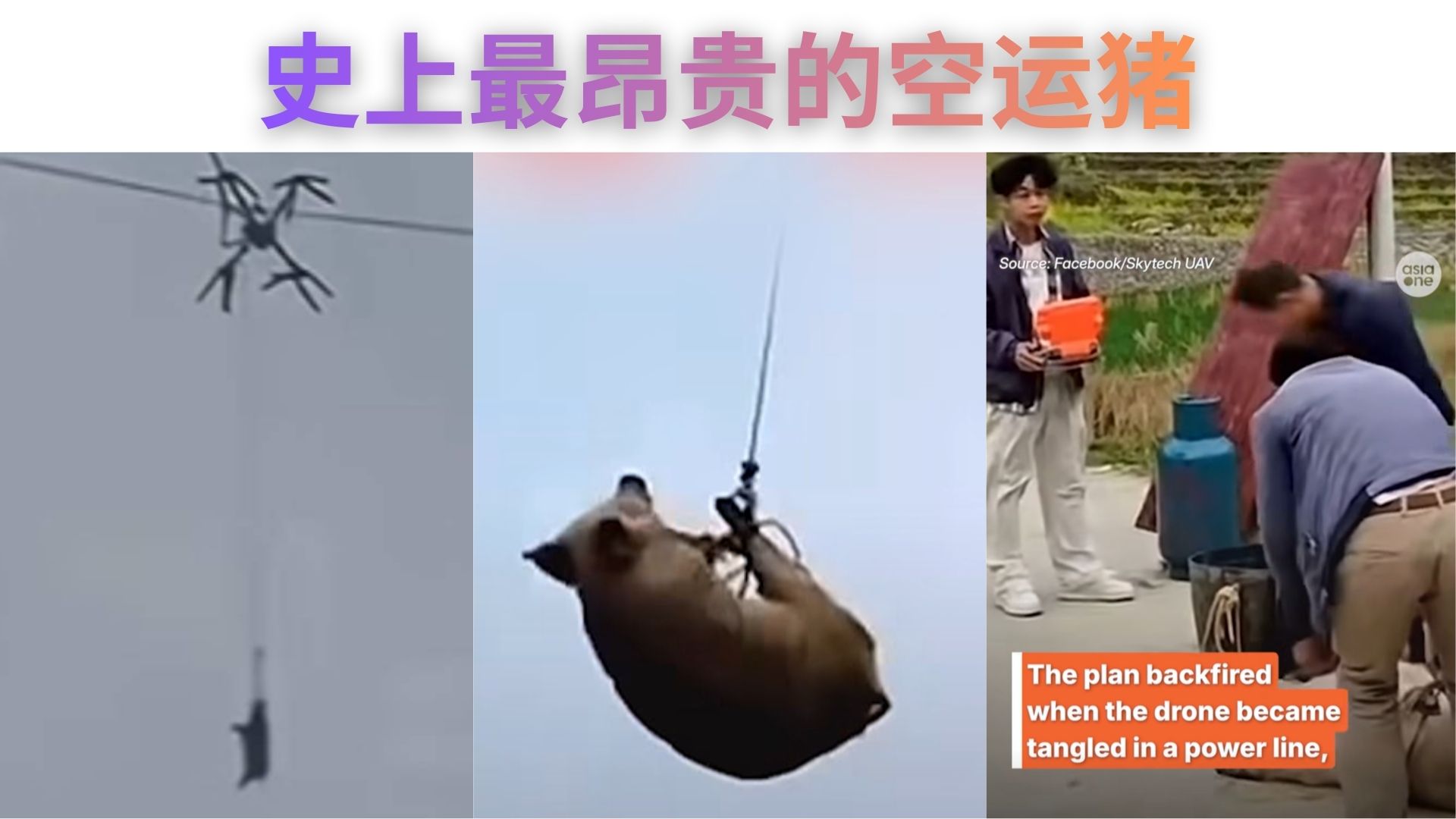 农民用无人机运猪，结果把“等猪会飞”变成现实